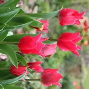 Yonina Tulip (Tulipa Yonina) Img 3